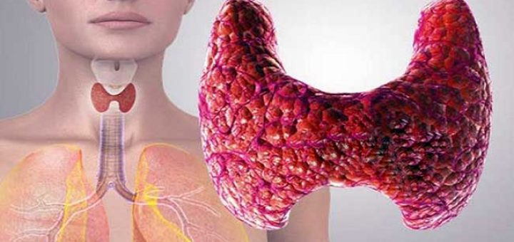 роль щитовидной железы