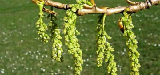 ветка тополя